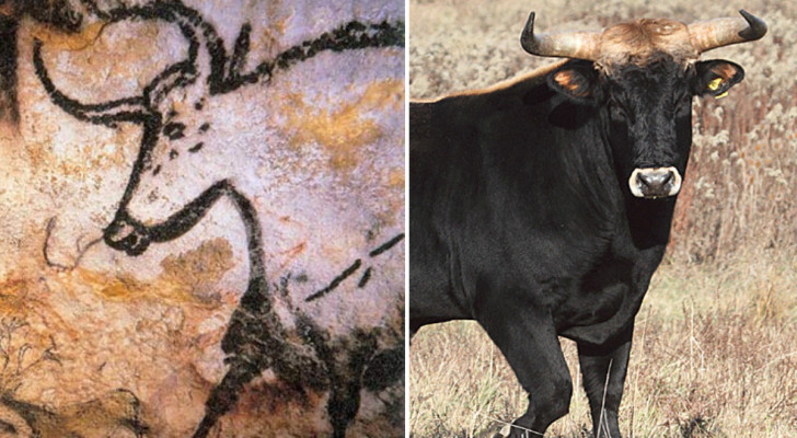 Links, een oeros geschilderd op een grot. Rechts, een Lamarck stier