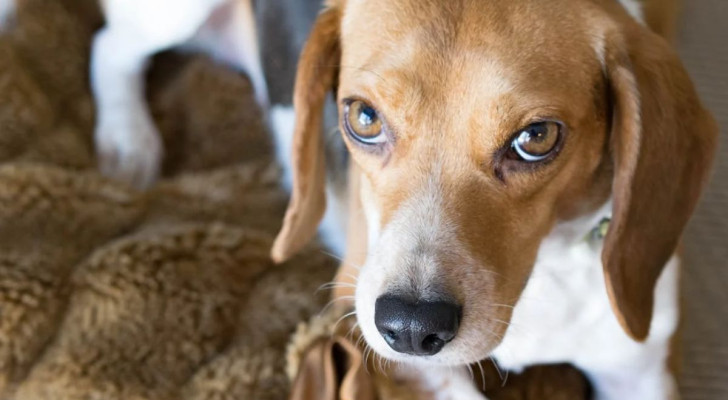 I Beagle sono una fra le razze di cani più affettuose