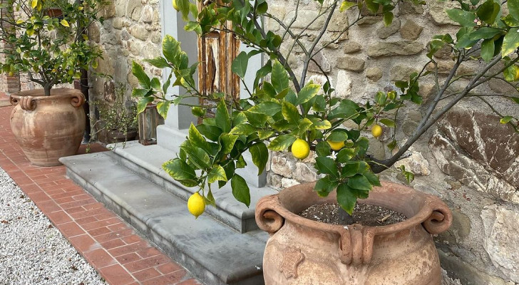 Lemon trees in large terracotta pots at the entryway to a farmhouse