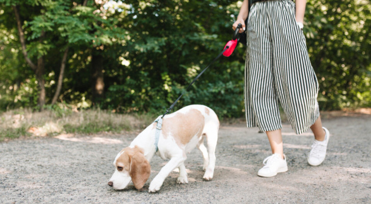 Cane al passeggio annusa il terreno