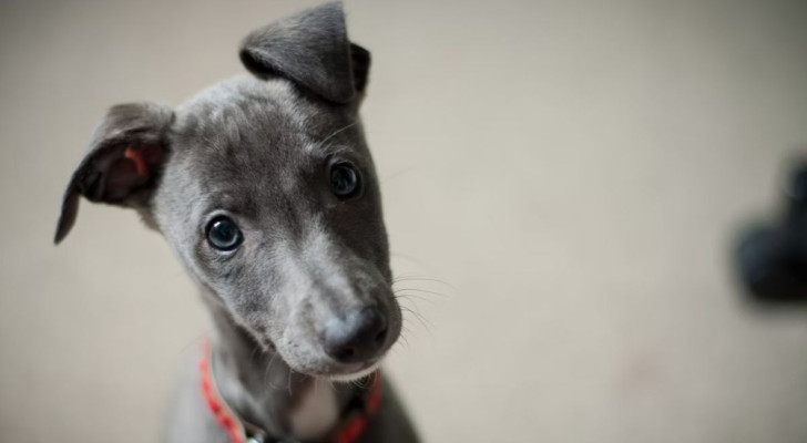 Anche i cuccioli possono avere il singhiozzo: c'è da preoccuparsi?