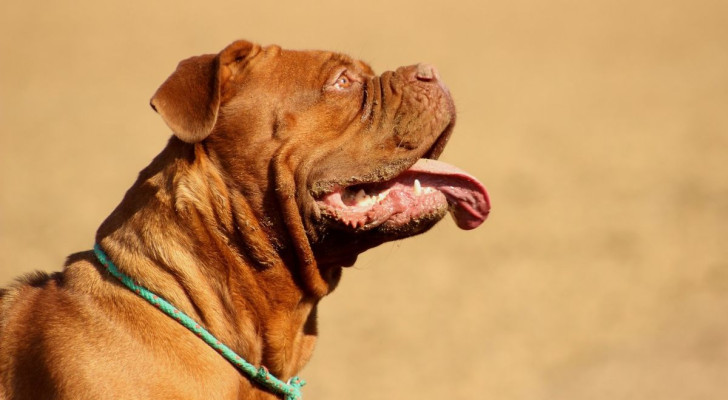 Alcune razze di cani sono più propense a sbavare rispetto ad altre