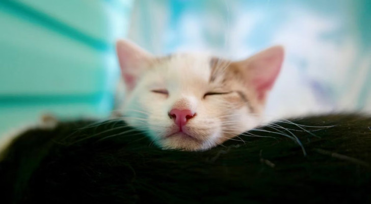 Gattino bianco fa le fusa mentre dorme