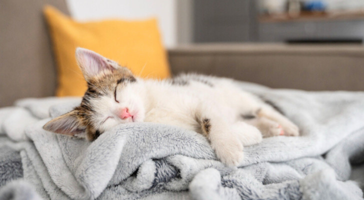 Un gattino che dorme sul letto