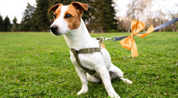 Cane su un prato con un fiocco giallo legato al guinzaglio