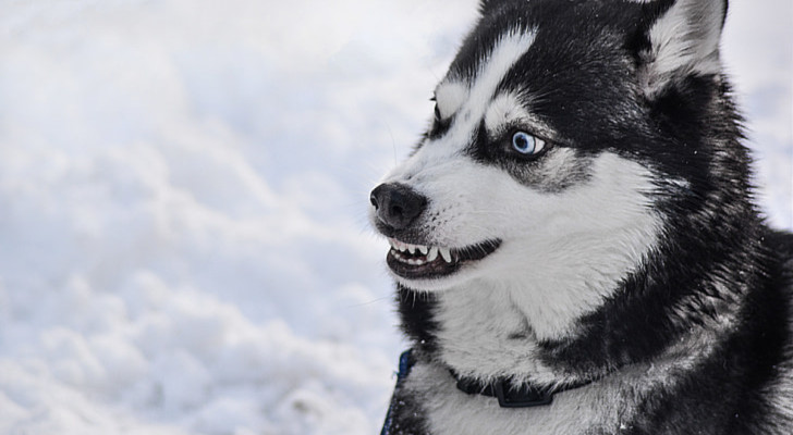 Husky con espressione tesa e denti scoperti, che potrebbe indicare un potenziale conflitto tra cani