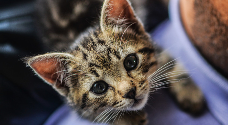 Un gattino appoggiato sulla spalla di un uomo mentre guarda l'obiettivo con curiosità