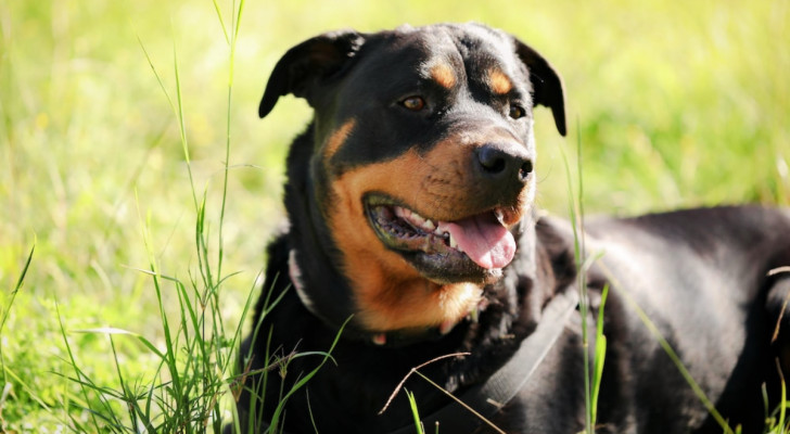 Un cane rottweiler adulto sdraiato in un prato in un giorno di sole