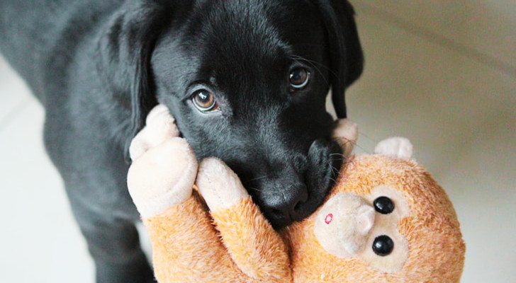 un cicciolo di cane nero con sguardo dolce e un un peluche a forma di scimmia in bocca