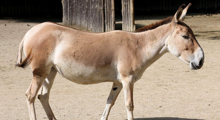 Een Perzische onager wandelt in de dierentuin van Augsburg