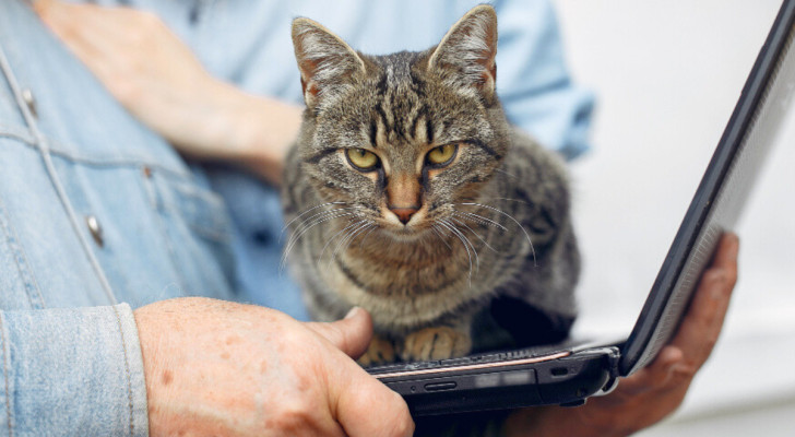 Gatto grigio striato dall'espressione arrabbiata appoggiato sulla tastiera di un computer portatile