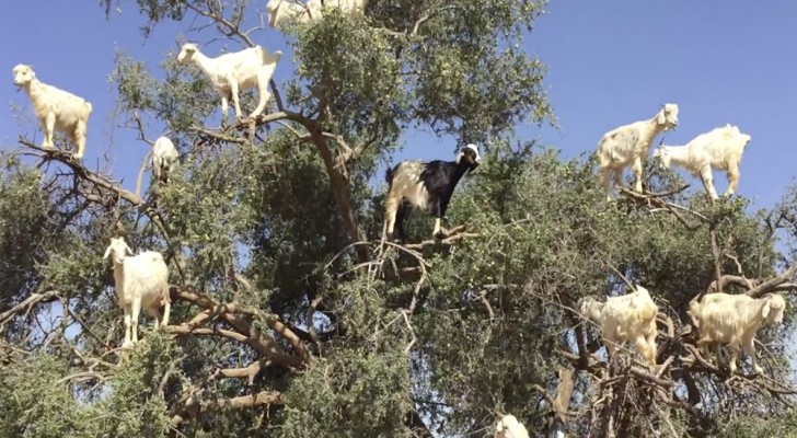 Si piensas que la foto de las cabras sobre el arbol sea un fotomontaje, debes mirar el VIDEO...