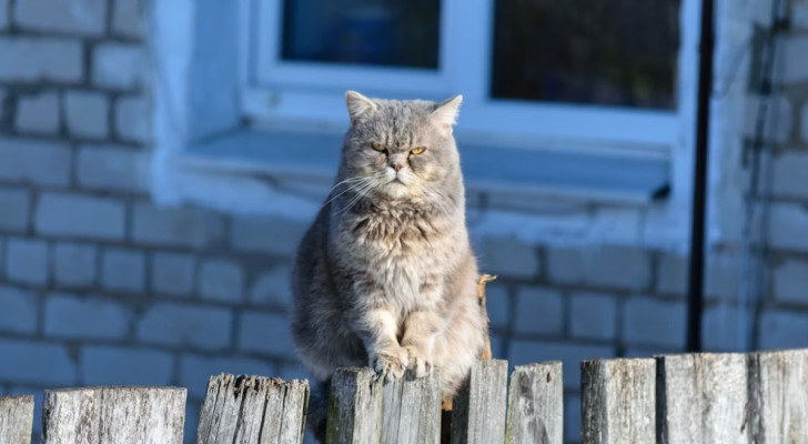 Alcuni atteggiamenti dei gatti possono portarci a pensare che siano offesi, ma è vero?