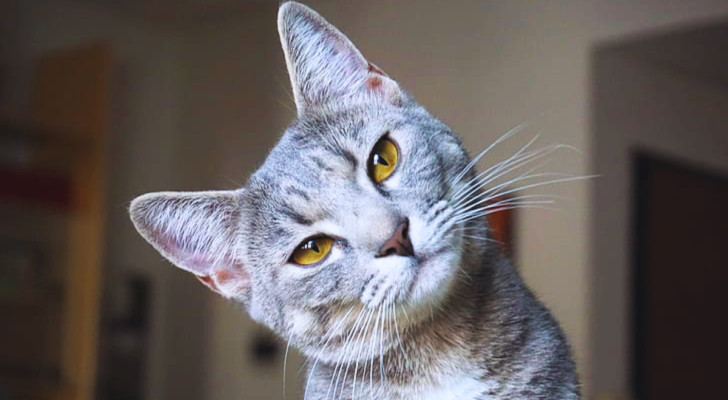 Un gatto grigio che inclina la testa guardando l'obiettivo