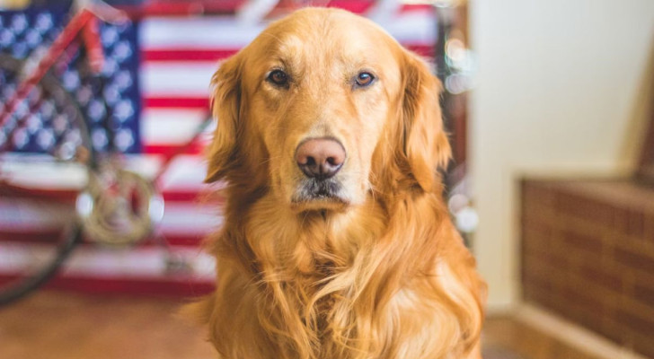 Le femmine di cane sono più propense a giudicare i loro proprietari, come questa Golden Retriever