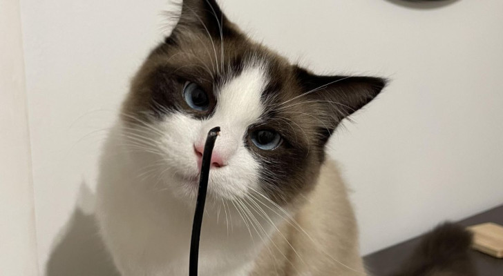 Un gatto posto di fronte al cavo USB che ha appena morso con i denti