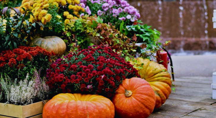 Herbstpflanzen und -blumen, geschmackvoll arrangiert mit Kürbissen