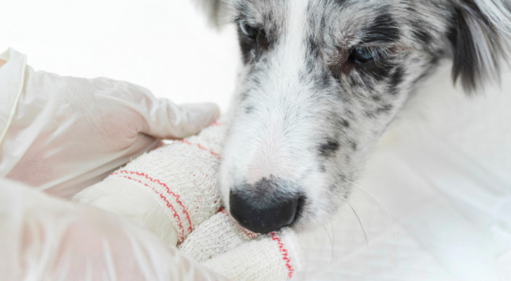 Un cane con le zampe anteriori fasciate