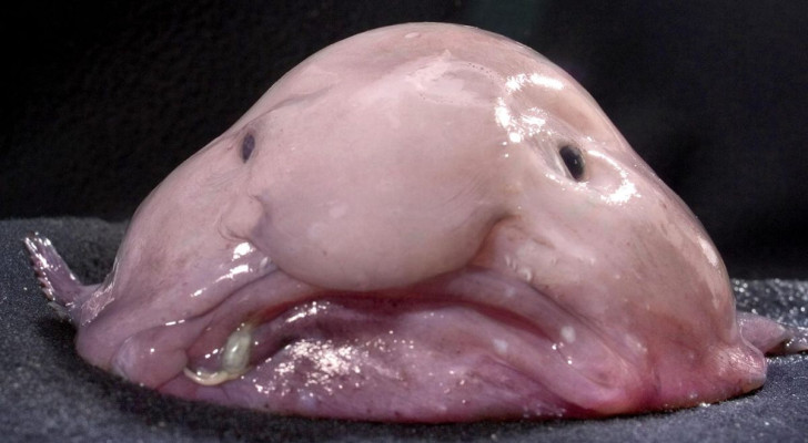 Primo piano di un pesce blob fuori dall'acqua, con un'espressione triste ma affascinante