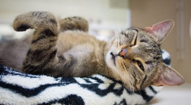 Gatto che fa l'occhiolino rivolto al suo umano