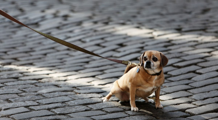 Capire se il cane deve fare la cacca è importante, e permette di prendersi cura del suo benessere