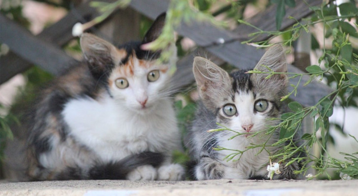 Gattini abbandonati in attesa di essere salvati