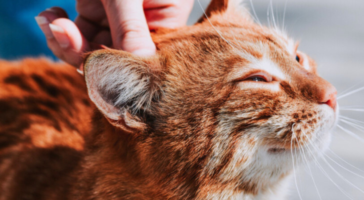 Mano che accarezza un gatto arancione dietro la testa