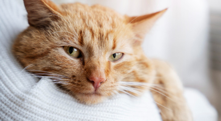 Gatto rosso in braccio a una persona