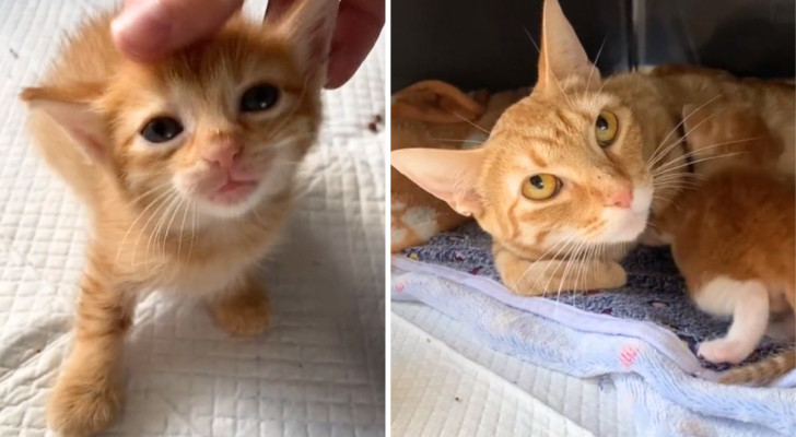 A sinistra, una gattina piccola. destra, la sua mamma gatta adottiva mentre allatta