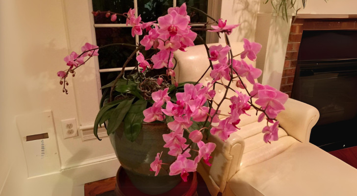 A pink orchid with lush flowers