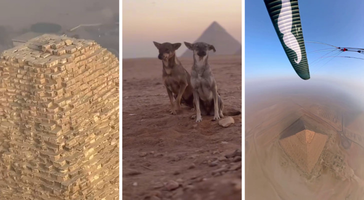 un cane in cima alla piramide di Chefren, dei cani seduti ai piedi delle piramidi e una vista aerea della cima della piramide di Chefren