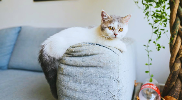 Un gatto sdraiato sul bracciolo di un divano con le unghie conficcate nel tessuto, che mostra segni di graffi