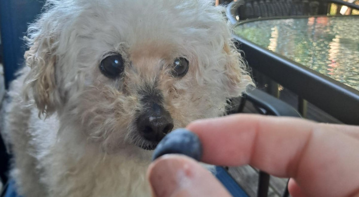 Un cane guarda incuriosito un mirtillo: potrà mangiarlo oppure no?