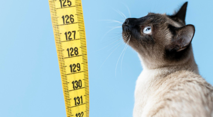 Un gatto guarda un metro posto in verticale