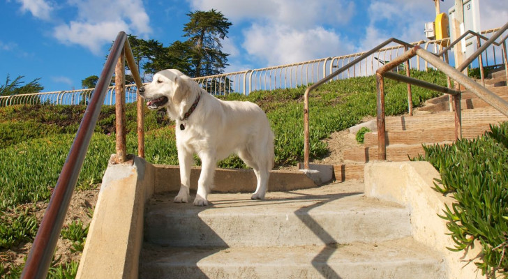 Un cane sulle scale, indeciso se farle oppure no