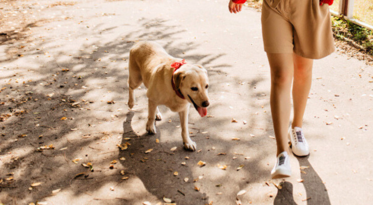 Cane cammina insieme a una donna