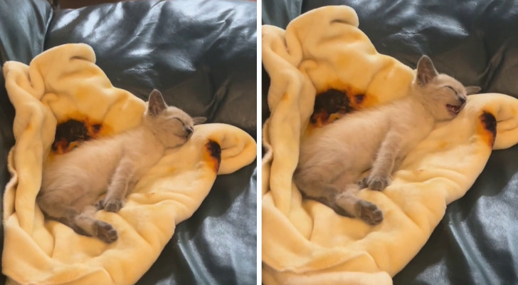 fermo immagine di una gattina siamese che parla mentre dorme nella sua cuccia