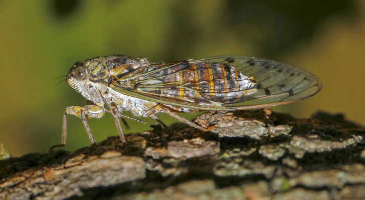 Una Cicala Orni sul ramo di un albero canta perché vuole attirare le femmine