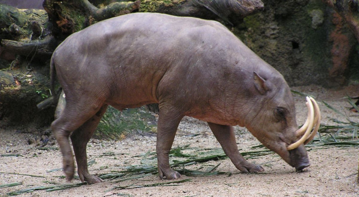 Un babirussa annusa il terreno in cerca di cibo