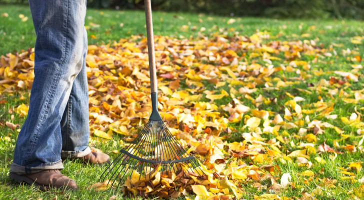 a man racking up leaf litter