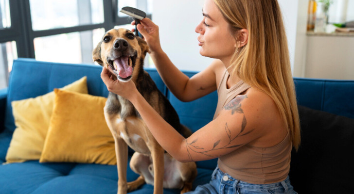 una donna spazzola un cane seduti sul divano