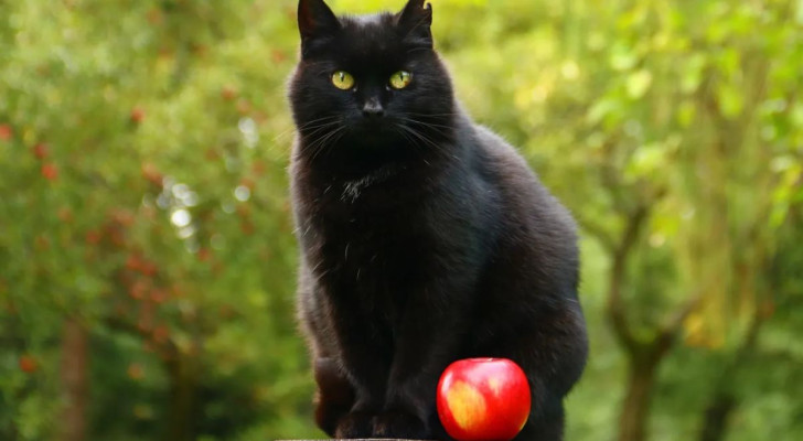 Un gatto nero accanto a una mela