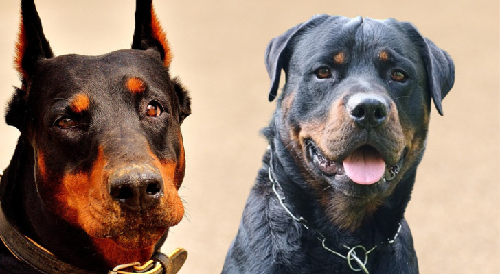 A sinistra, il primo piano di un cane razza dobermann. A destra, un rottweiler