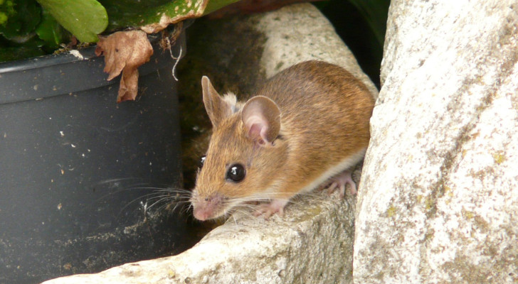 A mouse wandering amongst potted plants in a garden