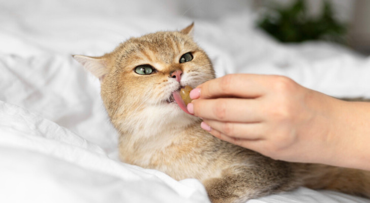 Un gatto sul letto che viene imboccato