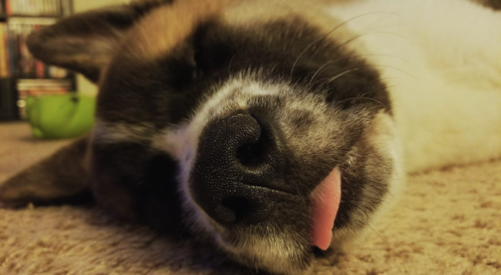 un cane addormentato col capo a terra, gli occhi chiusi e la lingua che spunta fuori dalla bocca