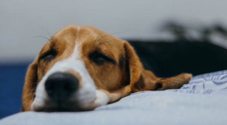 Un cane può dormire male se ha avuto esperienze negative prima di andare a letto