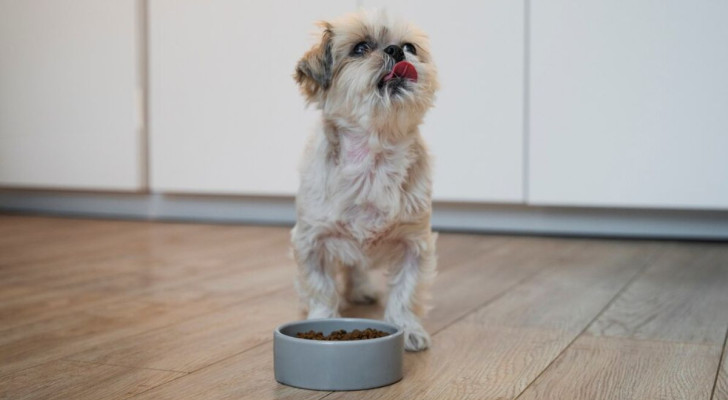 Un cane si appresta a portar via il cibo dalla ciotola