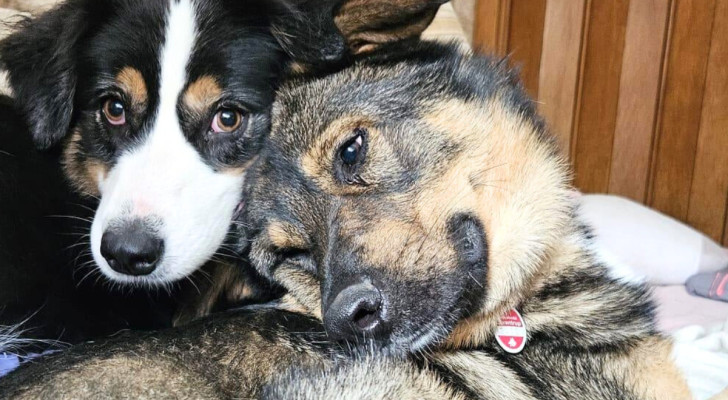 A sinistra la cagnolina border collie di nome Bonny, a destra il compagno Heinz, un incrocio tra pastore tedesco e pastore Australiano