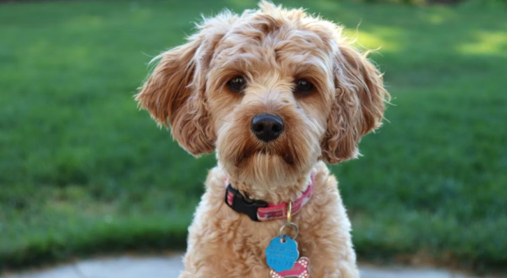 Davvero lo sguardo di un cane può indicare che non ti vuole più bene?